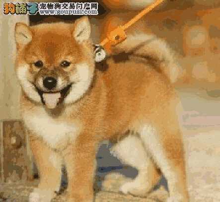 秋田犬训练技巧(秋田犬的饲养方法)