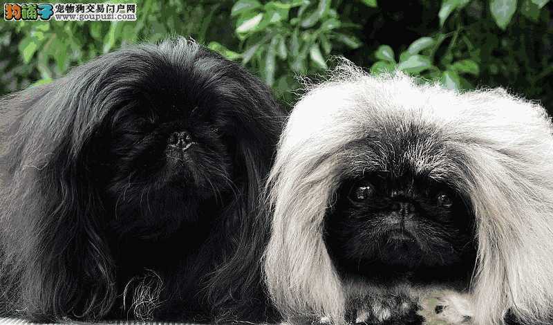 京巴犬容易得什么病(京巴犬优缺点)