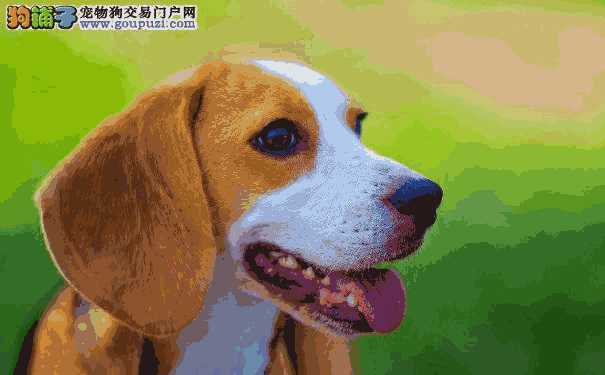 比格犬百度百科(比格犬介绍_比格犬详细介绍)