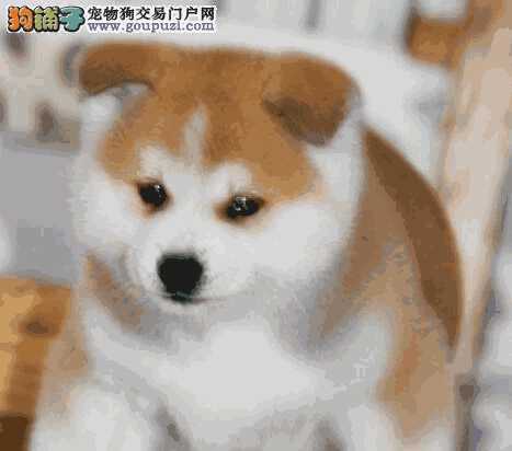 哪里能买到正宗的秋田犬(购买秋田犬)