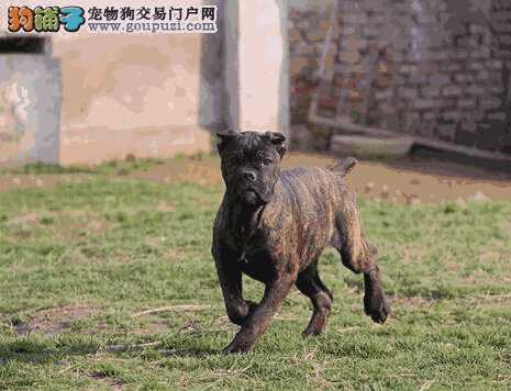 卡斯罗犬吃什么食物长得快又健康(卡斯罗犬缺钙的表现)