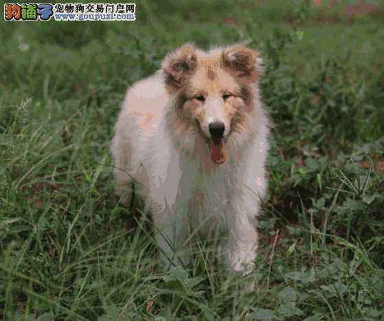 苏格兰牧羊犬怎么样(苏格兰牧羊犬有多贵)