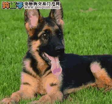 德国牧羊犬能养吗(德国牧羊犬可以家养吗)