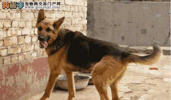 昆明犬有狼的血统吗(昆明犬没有狼爪是不是不纯)