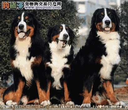 伯恩山地犬(伯恩山犬犬舍)