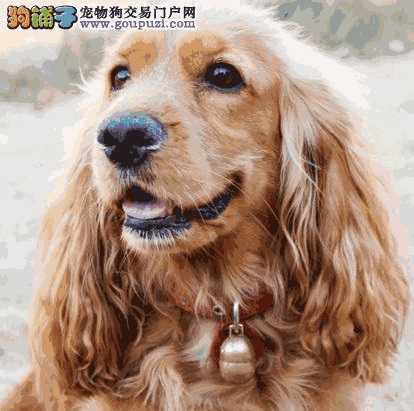 可卡犬的喂养方法(可卡犬吃什么)