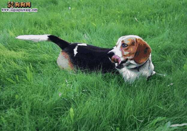 比格犬训练方法和技巧(比格犬训练闻兔子教程)