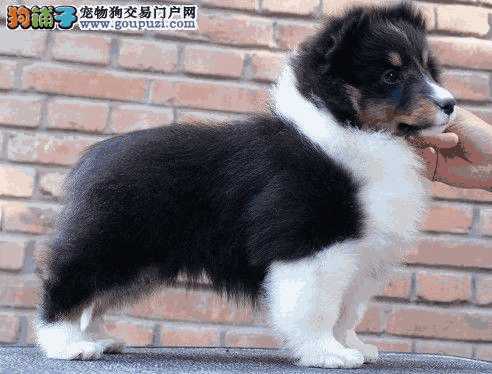 苏格兰牧羊犬适合家养吗(苏格兰牧羊犬禁养吗)