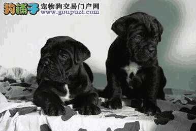 卡斯罗犬怎样训练(卡斯罗犬的喂养技巧)