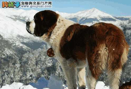 圣伯纳犬介绍(圣伯纳犬图片 幼犬)