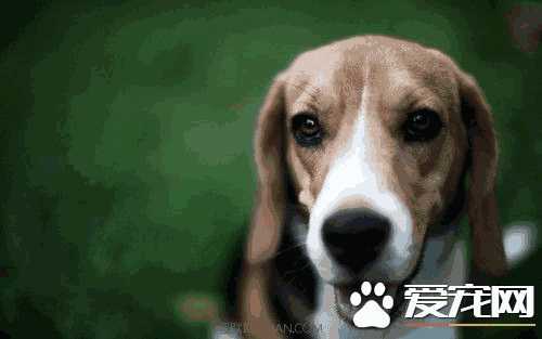 怎么训练比格犬猎兔(比格犬猎兔犬猎兔子好用吗)