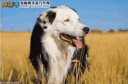 边境牧羊犬怎么样养(如何挑选边境牧羊犬幼犬)