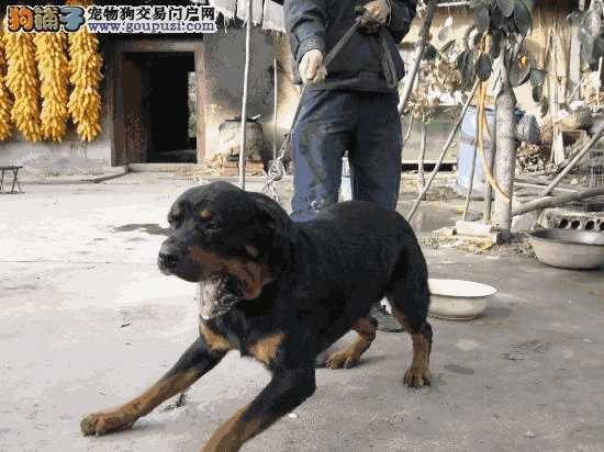 罗威纳犬会攻击主人吗(老年罗威纳犬常见病)