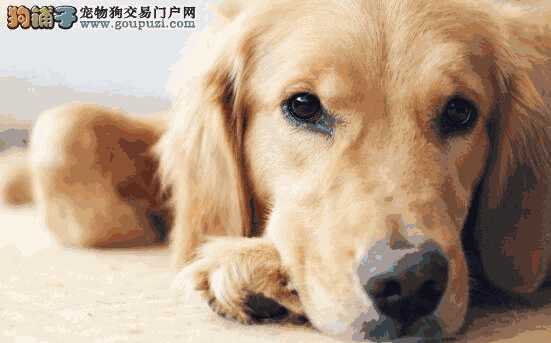 饲养金毛犬的注意事项(饲养金毛犬知识)