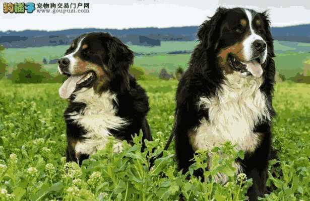 伯恩山犬的缺点(伯恩山犬优缺点)