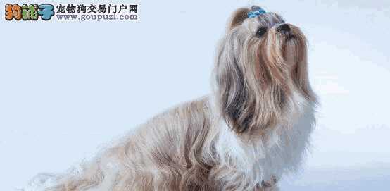 西施犬优缺点(西施犬怎么看纯不纯)