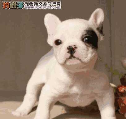 斗牛幼犬怎么养(斗牛犬什么样)