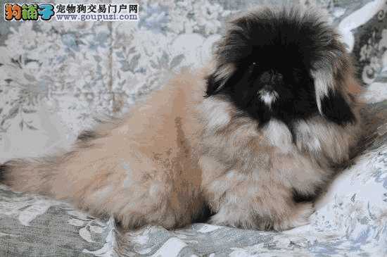 京巴犬怎么训练大小便(京巴犬图片)