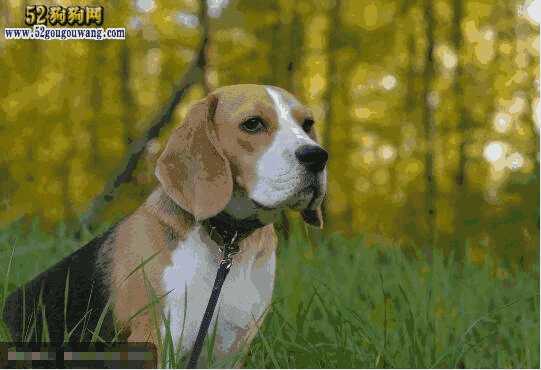 比格犬的特点是什么(比格犬属于什么犬种)