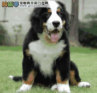 伯恩山犬的优点和缺点(伯恩山犬缺点)