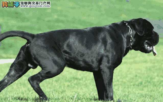 卡斯罗犬喂养方法(卡斯罗犬喂养的注意事项)