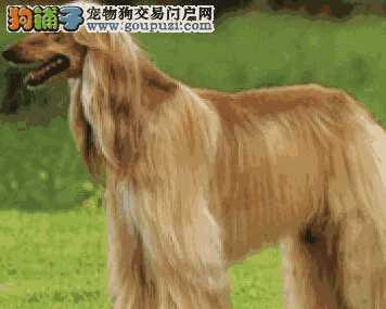 阿富汗猎犬吧(阿富汗猎犬护主吗)