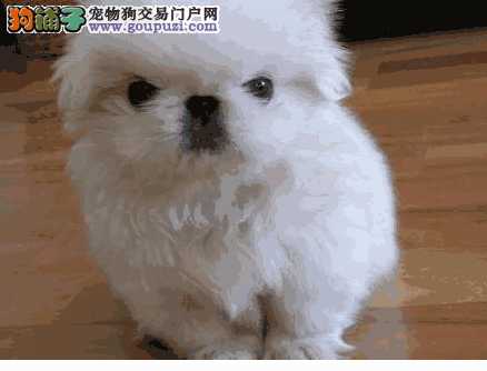 京巴犬刚开始养就后悔(京巴犬能长多少斤)