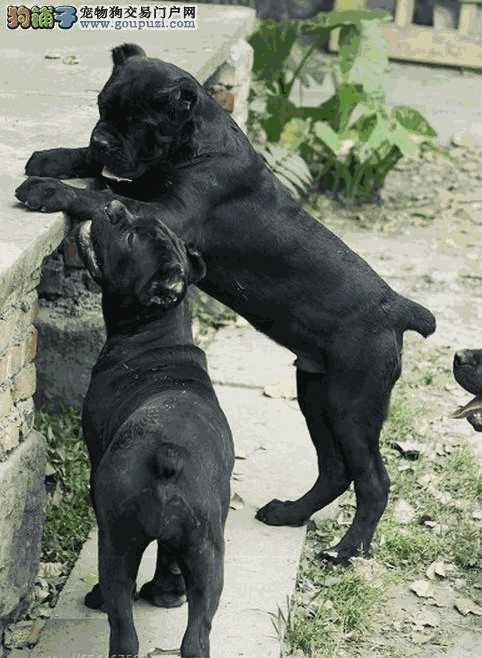 卡斯罗犬吃什么食物长得快又健康(卡斯罗犬饲养注意事项)