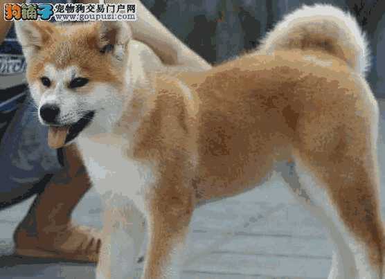 2个月的秋田犬一般几斤(秋田犬六个月正常多少斤)