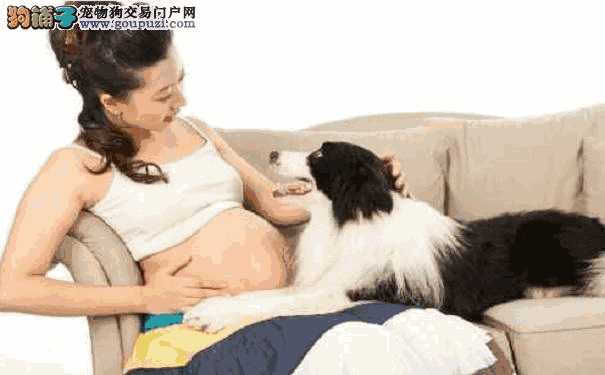 怀孕能养狗吗养对孕妇有什么影响(怀孕能养狗有什么影响)