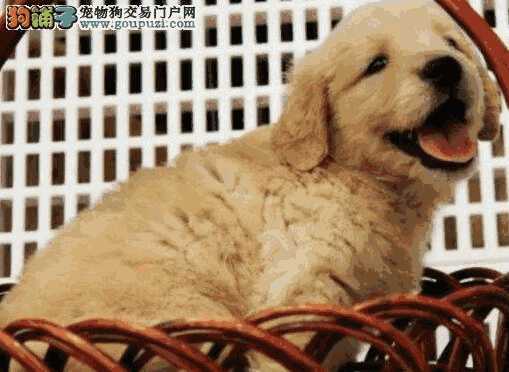 金毛幼犬感冒咳嗽吃什么药(金毛发烧了吃什么药好)