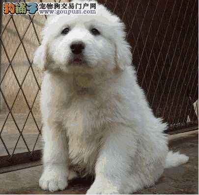 大白熊犬有什么缺点(大白熊犬优缺点)