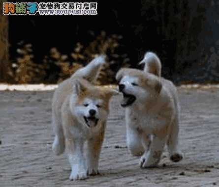 秋田犬性格优缺点(秋田犬的特点和缺点)