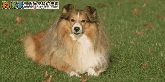 喜乐蒂犬的优缺点(喜乐蒂小型犬)