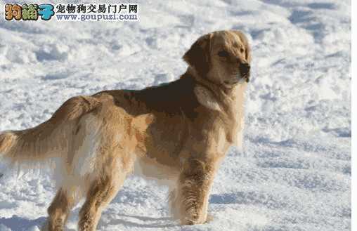 情绪抚慰犬(日常安慰犬)