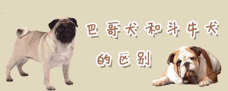 巴哥犬和斗牛犬哪个聪明(斗牛犬和哈巴狗有什么区别)