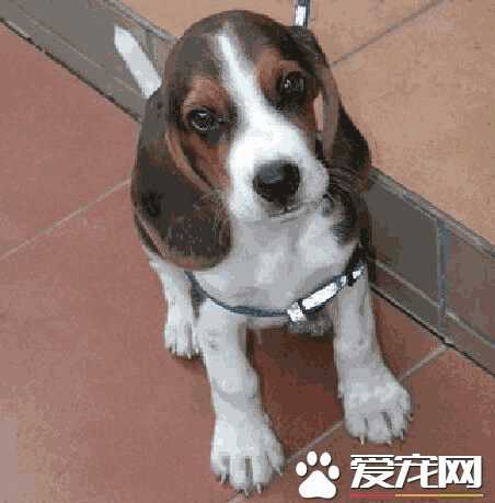 比格犬能长多大(比格犬体长)