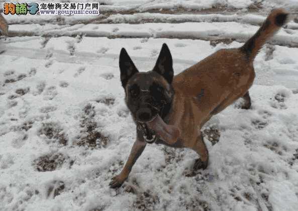 马犬幼犬的正确饲养方法(马犬怎么饲养)