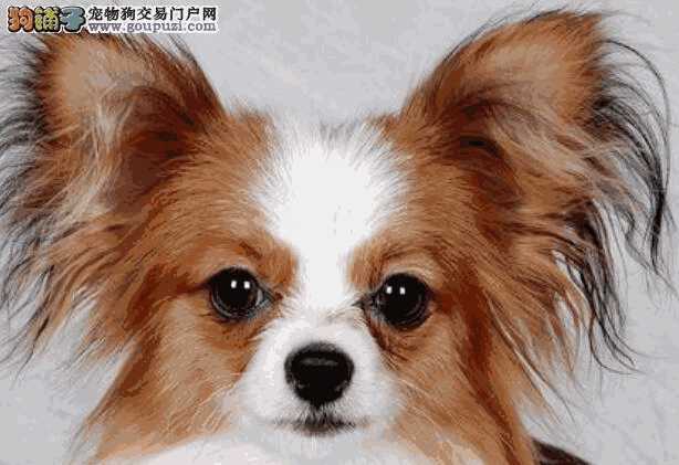 养一只蝴蝶犬的感受(蝴蝶犬从小到大的图片)