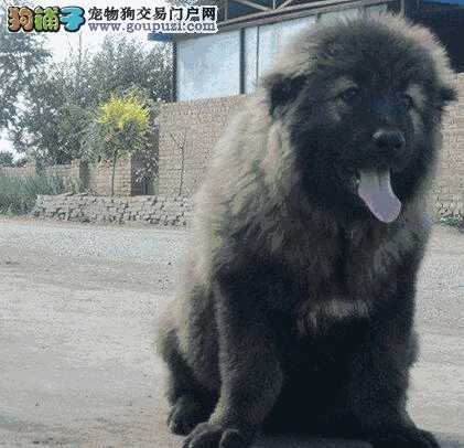 高加索幼犬怎样饲养(养高加索需要注意什么)