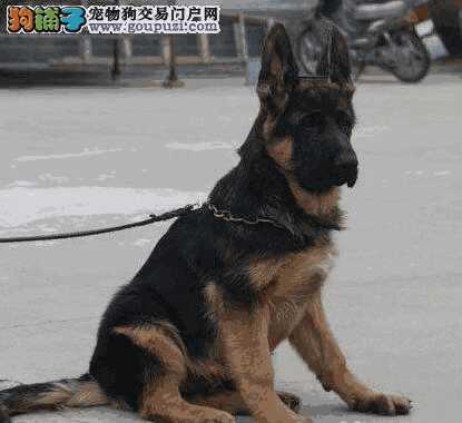 德国牧羊犬咬主人吗(德国牧羊犬咬人吗)