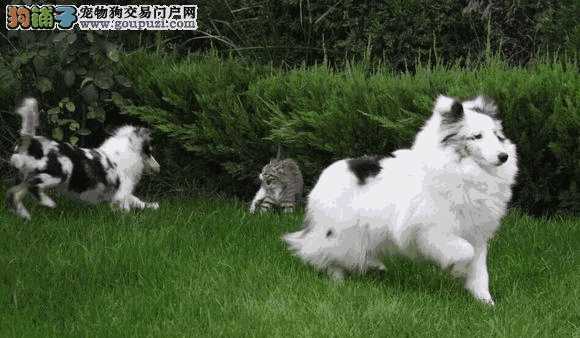 喜乐蒂犬和苏格兰牧羊犬的区别(喜乐蒂牧羊犬和苏格兰牧羊犬)