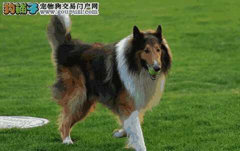 苏格兰牧羊犬怎么样(苏格兰牧羊犬好养吗)