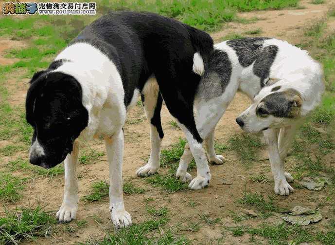 中亚牧羊犬vs藏獒(最大的中亚牧羊犬)