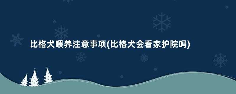 比格犬喂养注意事项(比格犬会看家护院吗)