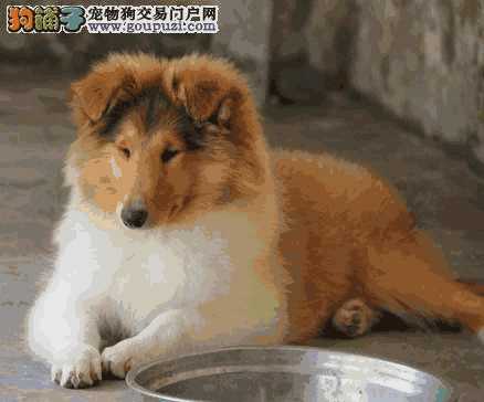 苏格兰牧羊犬的特点(苏格兰牧羊犬怎么样)