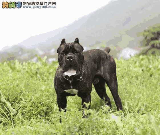 卡斯罗犬饲养注意事项(卡斯罗犬的喂养技巧)