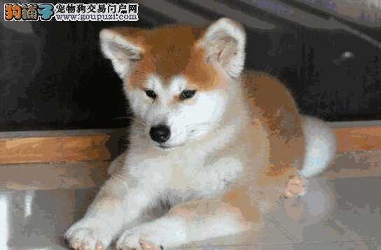 两个月的秋田犬怎么养(刚满月的秋田犬怎么喂养)