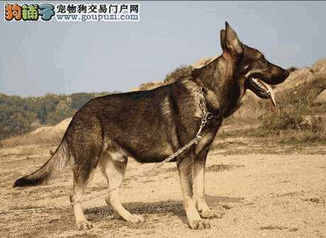 昆明犬幼犬怎样喂养(昆明犬可以养吗)