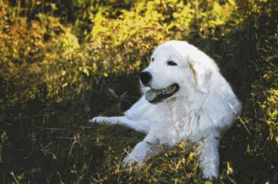 抱大型犬的正确姿势(怎么抱大型犬)